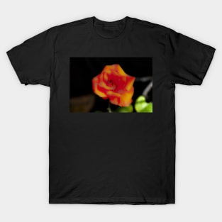 Blur red yellow rose blossom T-Shirt